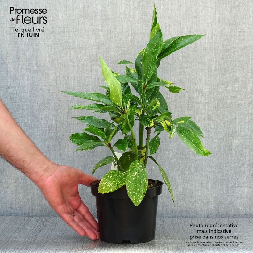 Ejemplar de Aucuba japonica Variegata en pot de 2/3L entregado en verano
