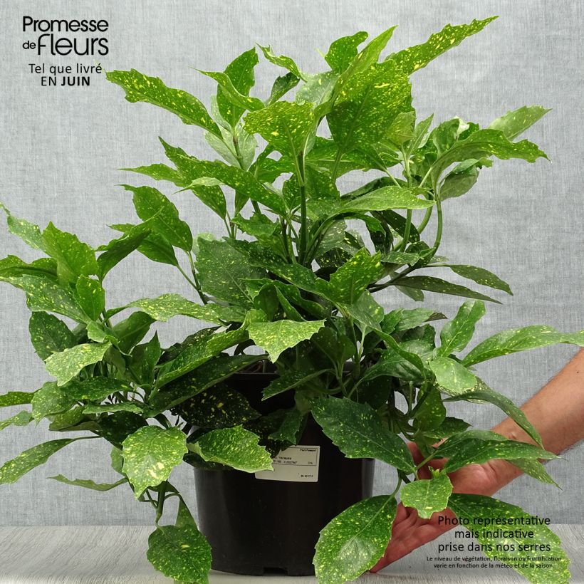 Ejemplar de Aucuba japonica Variegata en pot de 7,5L/10L entregado en verano
