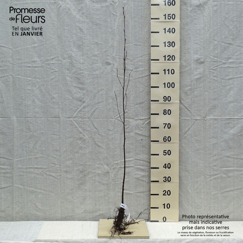 Aliso gris - Alnus incana Raíces desnudasAltura de entrega aprox. 150/+cm Ejemplar entregado en invierno