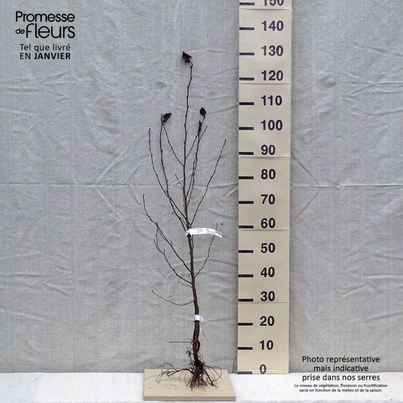 Aliso napolitano - Alnus cordata Raíces desnudasAltura de entrega aprox. 90/120cm Ejemplar entregado en invierno