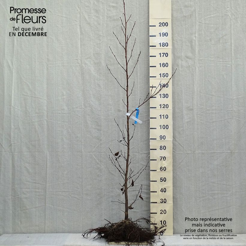 Aliso común - Alnus glutinosa Raíces desnudasAltura de entrega aprox. 150/175cm Ejemplar entregado en invierno