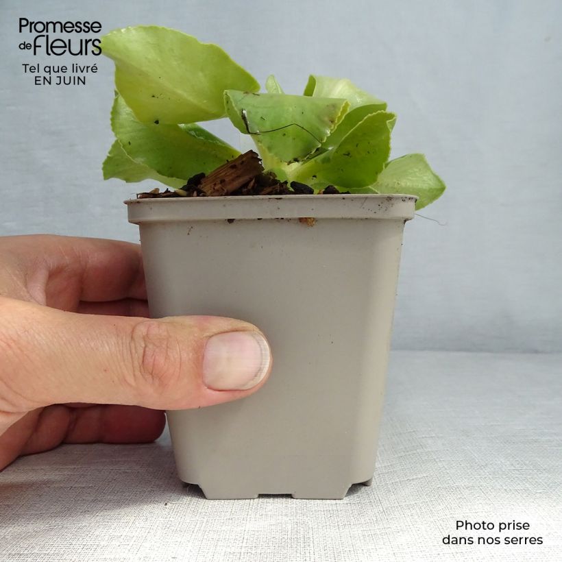 Ejemplar de Primula pubescens Maceta de 8/9 cm entregado en verano