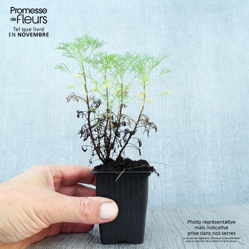 Ejemplar de Artemisia abrotanum - Abrótano macho Maceta de 7/8 cm entregado en otoño