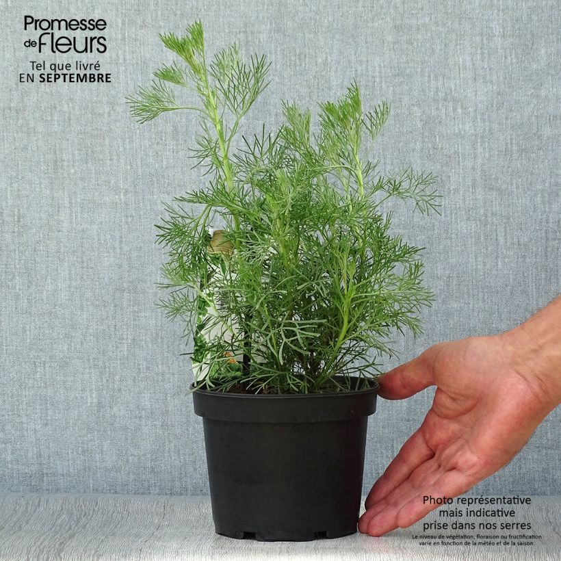 Ejemplar de Artemisia abrotanum - Abrótano macho Maceta 1,5L/2L entregado en otoño