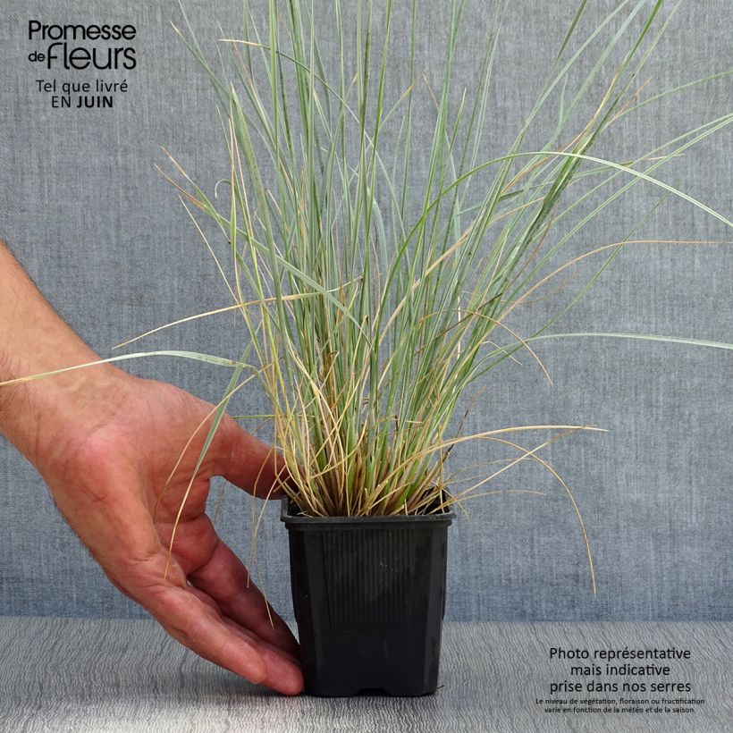 Ejemplar de Helictotrichon sempervirens - Avena Azul Maceta de 8/9 cm entregado en verano