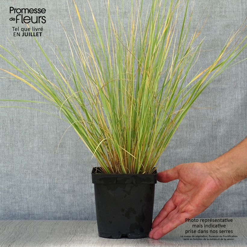 Ejemplar de Helictotrichon sempervirens - Avena Azul Maceta 2L/3L entregado en verano