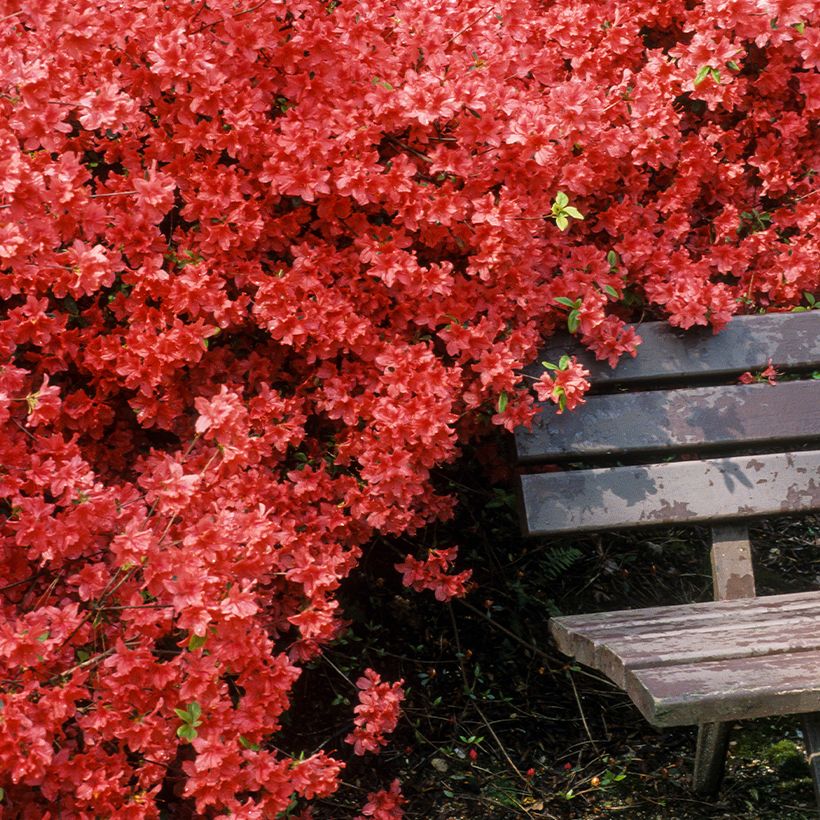 Azalea japonica Vuyk's Scarlet (Porte)