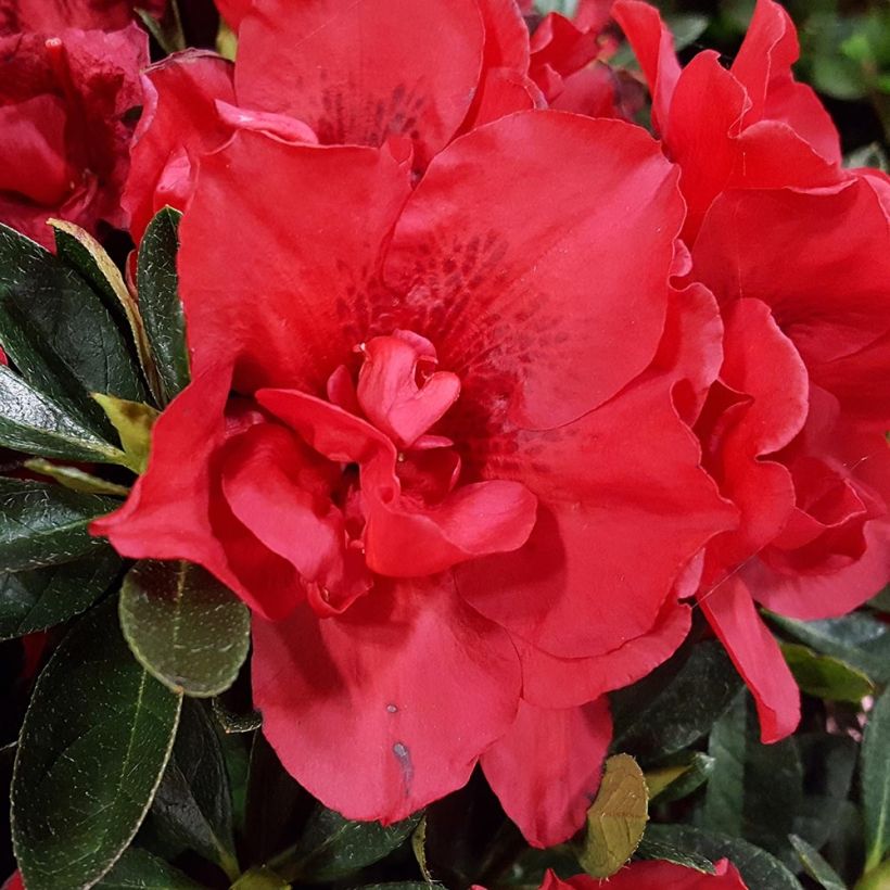Azalea japonica ENCORE Autumn Creach (Floración)