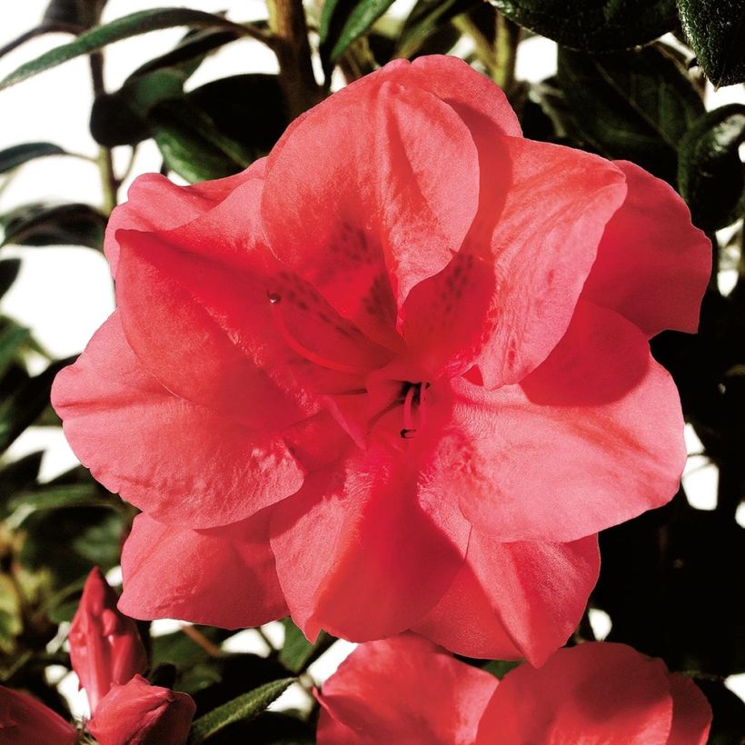 Azalea japonica ENCORE Princess (Floración)