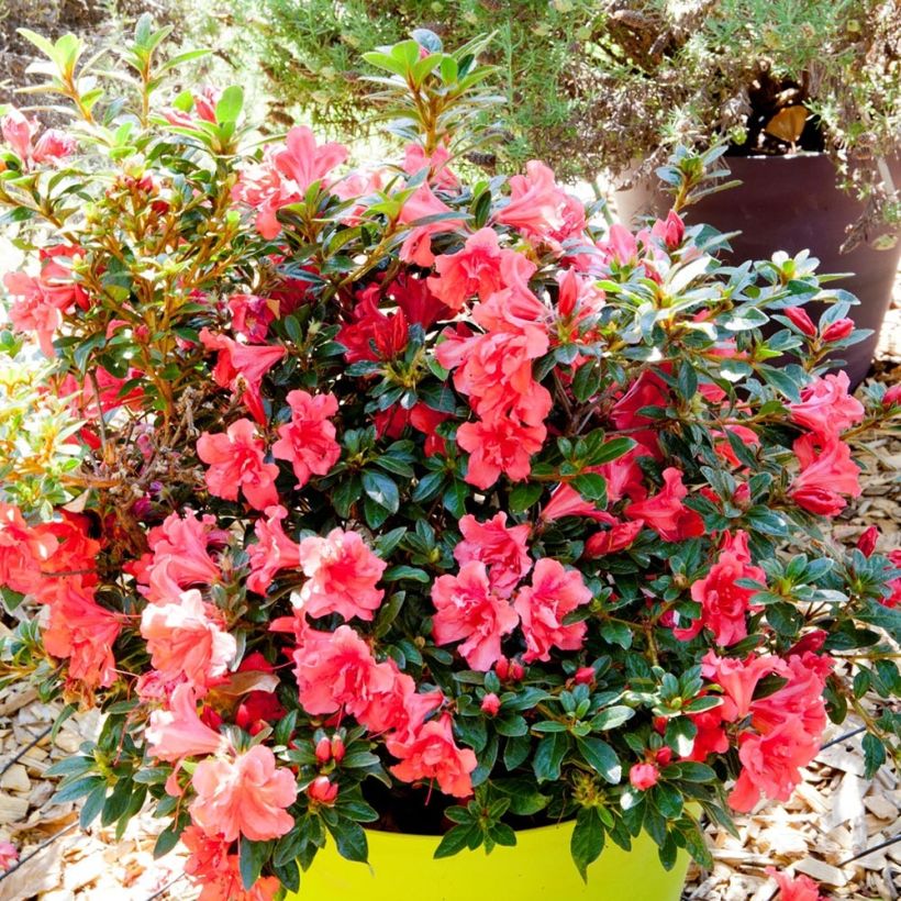 Azalea japonica ENCORE Princess (Porte)