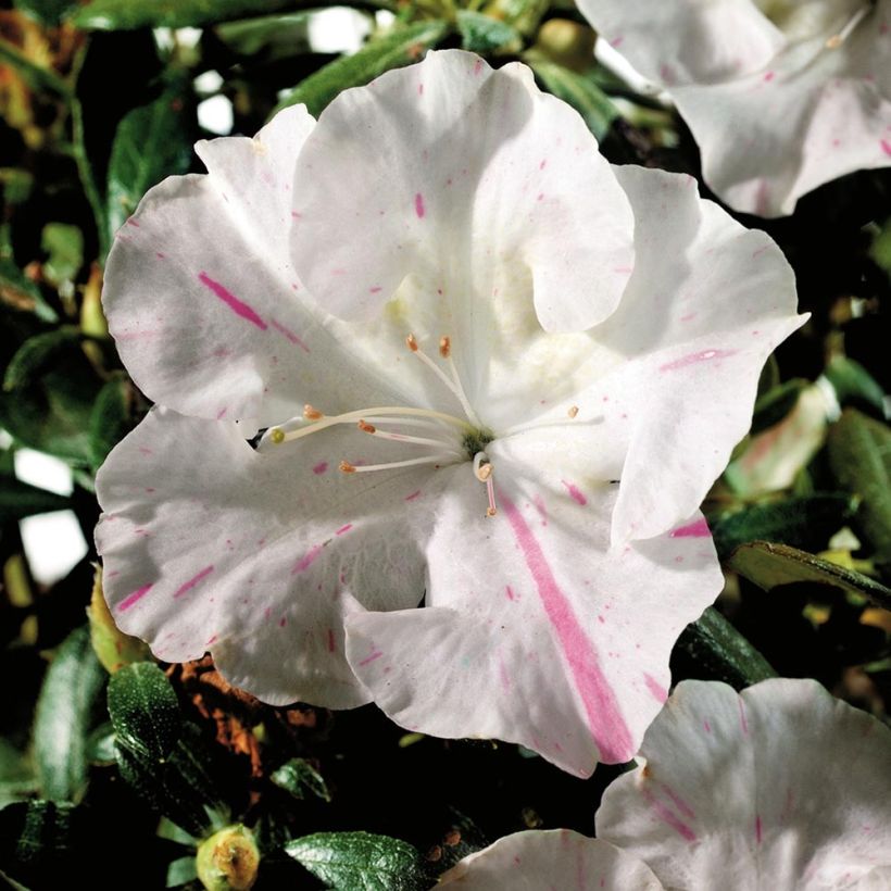 Azalea japonica ENCORE Starlite (Floración)