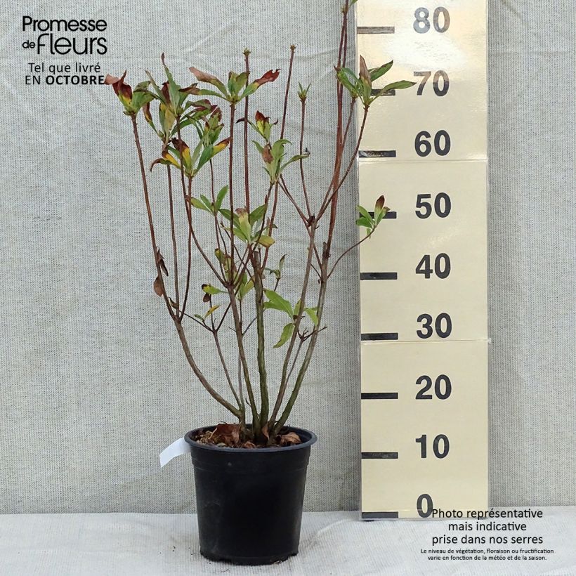 Ejemplar de Azalea mollis Satan Maceta 4L/5L entregado en otoño