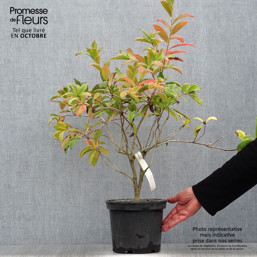 Ejemplar de Azalea Anneke Maceta 4L/5L entregado en otoño