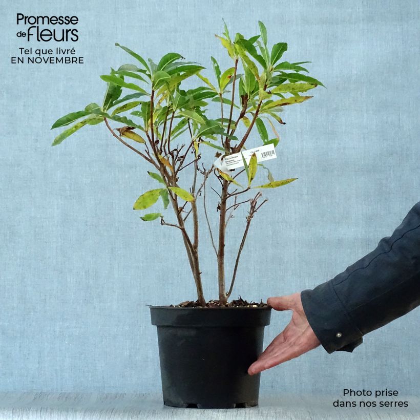 Ejemplar de Azalea Delicatissima Maceta 4L/5L entregado en otoño