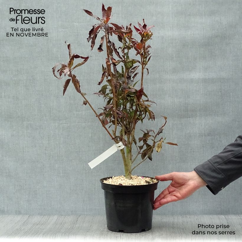 Ejemplar de Azalea Fire Ball Maceta 4L/5L entregado en otoño