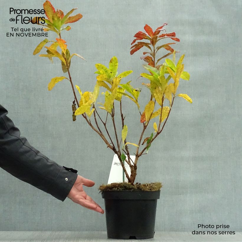 Ejemplar de Azalea mollis Harvest Moon Maceta 4L/5L entregado en otoño