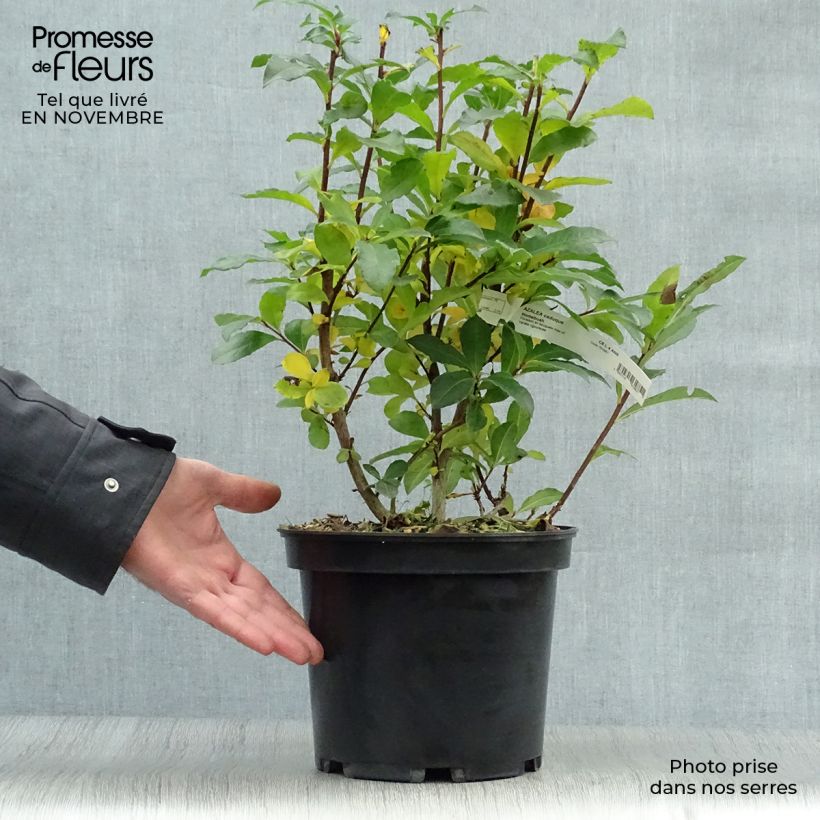 Ejemplar de Azalea Homebush Maceta 4L/5L entregado en otoño
