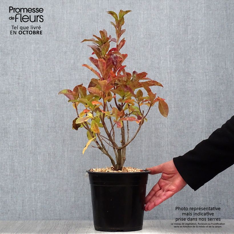 Ejemplar de Azalea viscosum Jolie Madame Maceta 3L/4L entregado en otoño