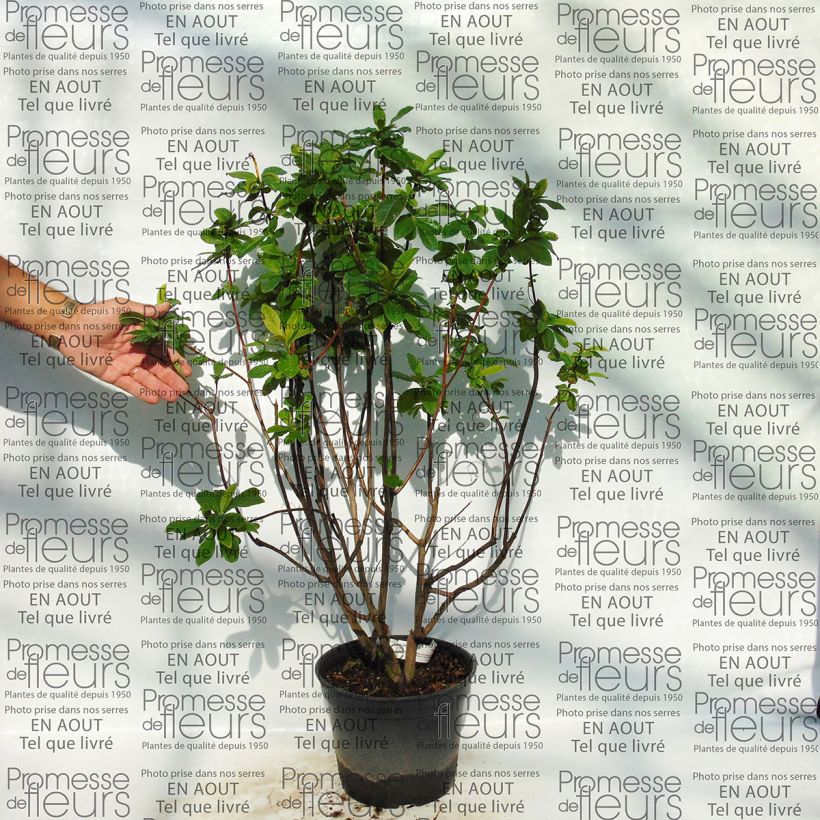 Ejemplo de ejemplar de Azalea Kilian Maceta 4L/5L tal y como se entrega