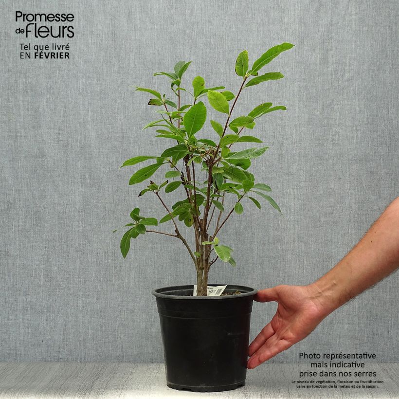 Ejemplar de Azalea mollis Klondyke Maceta 4L/5L entregado en otoño