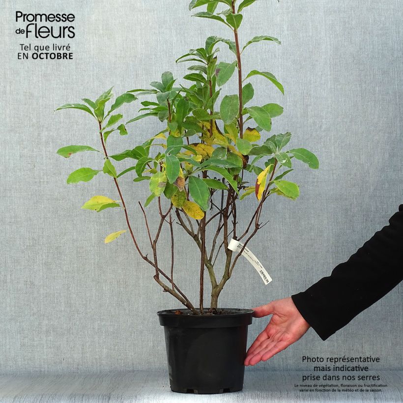 Ejemplar de Azalea Mount Rainier Maceta 4L/5L entregado en otoño
