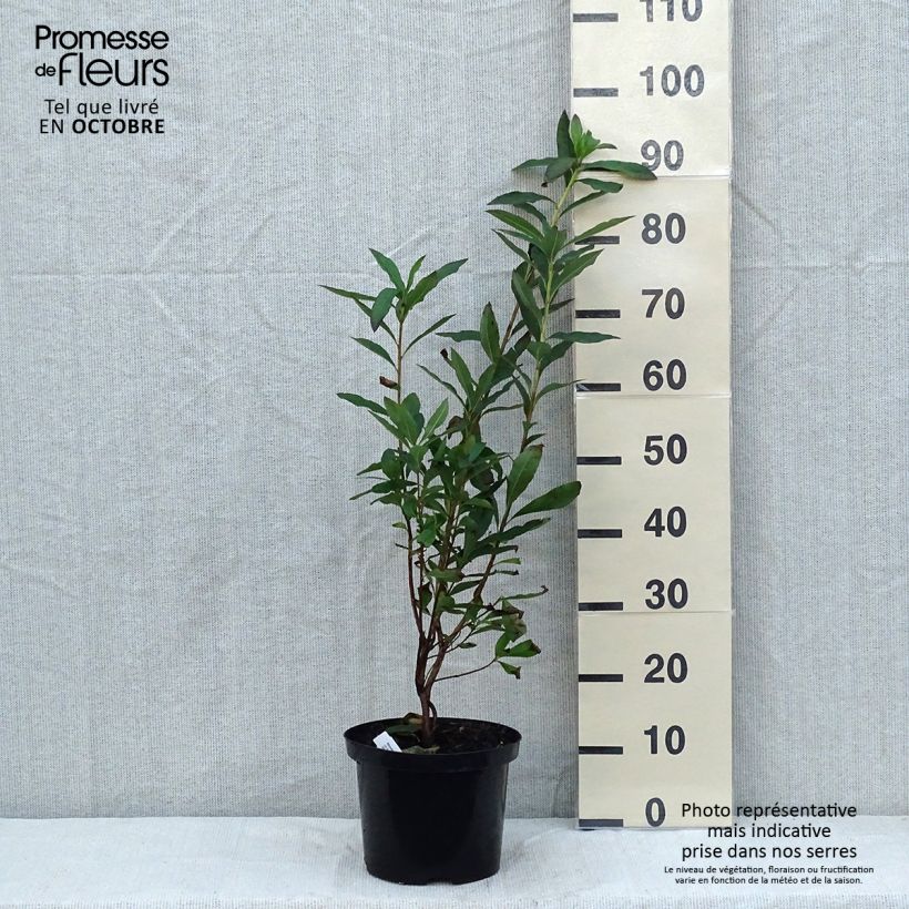Ejemplar de Azalea luteum Nabucco Maceta 4L/5L entregado en otoño