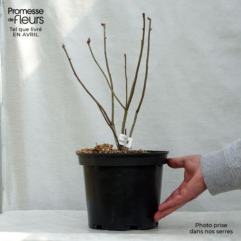 Azalea luteum Narcissiflora Maceta 4L/5LAltura de entrega aprox. 20/30cm Ejemplar entregado en la primavera