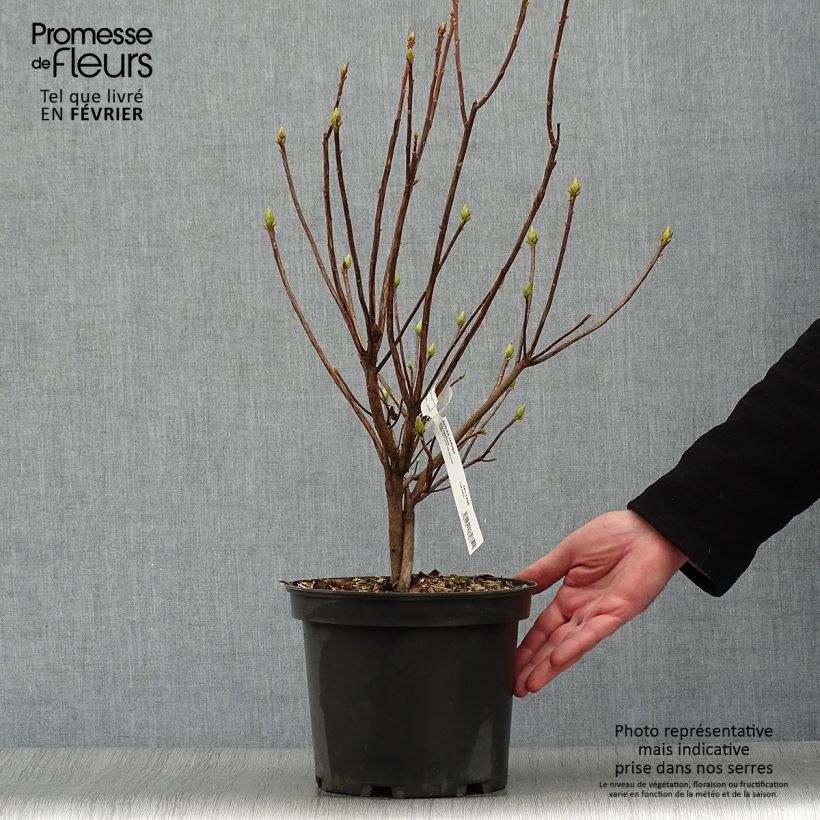 Azalea luteum Narcissiflora Maceta 4L/5L Ejemplar entregado en invierno