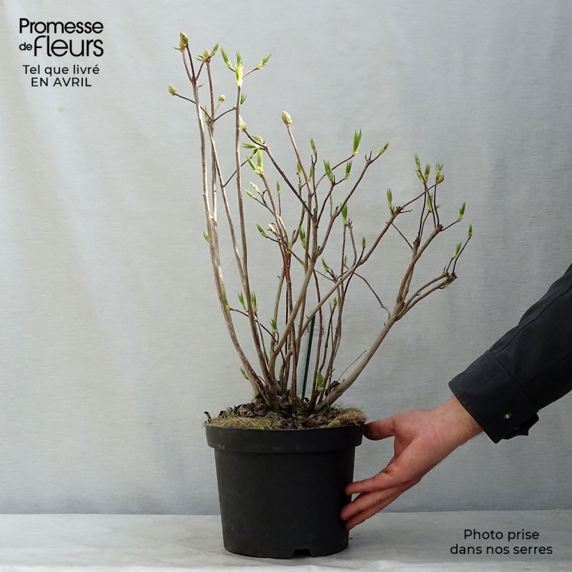 Azalea mollis Persil Maceta 4L/5LAltura de entrega aprox. 50/60cm Ejemplar entregado en la primavera