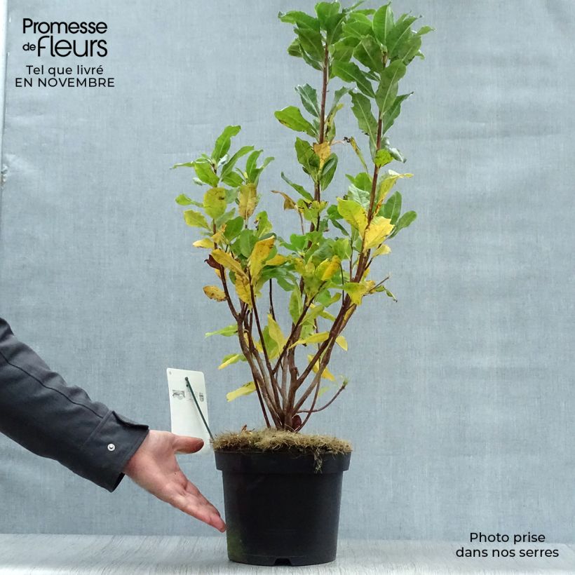 Ejemplar de Azalea mollis Persil Maceta 4L/5L entregado en otoño