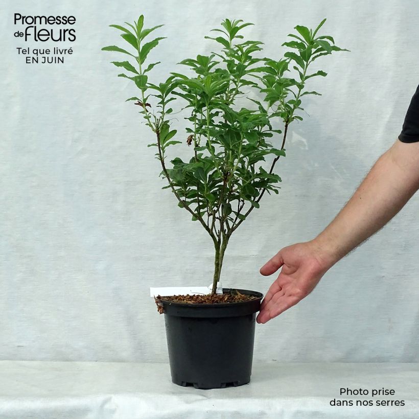 Ejemplar de Azalea mollis Peter Koster Maceta 4L/5L entregado en verano