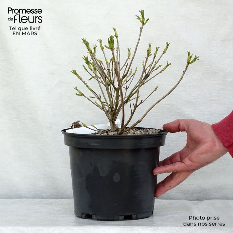 Azalea luteum Maceta 4L/5LAltura de entrega aprox. 80cm Ejemplar entregado en la primavera