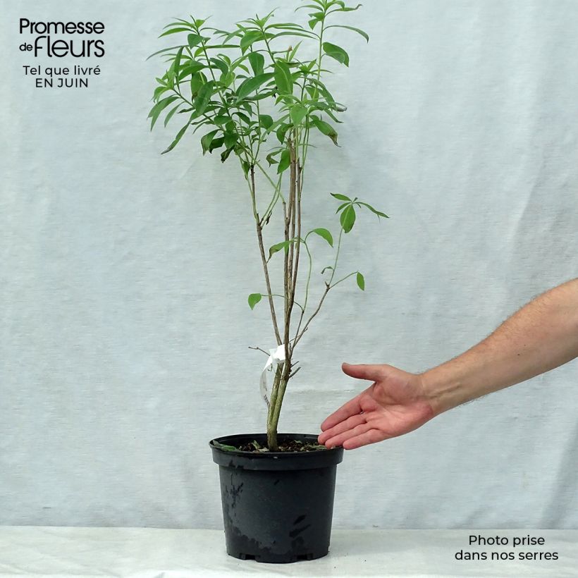 Ejemplar de Azalea Wallowa Red Maceta 4L/5L entregado en verano