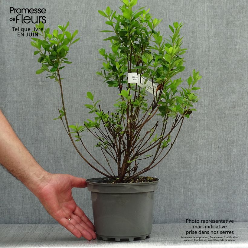 Ejemplar de Azalea obtusum Adonis Maceta 2L/3LAltura de entrega aprox. 10/20cm entregado en verano