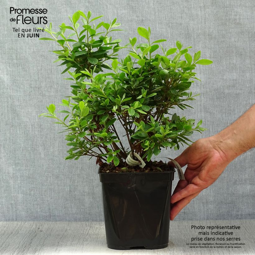 Ejemplar de Azalea japonica Al's Picotee Maceta 2L/3L entregado en verano