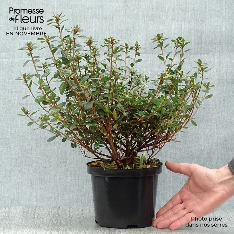 Ejemplar de Azalea Amoena Maceta 12L/15L entregado en otoño