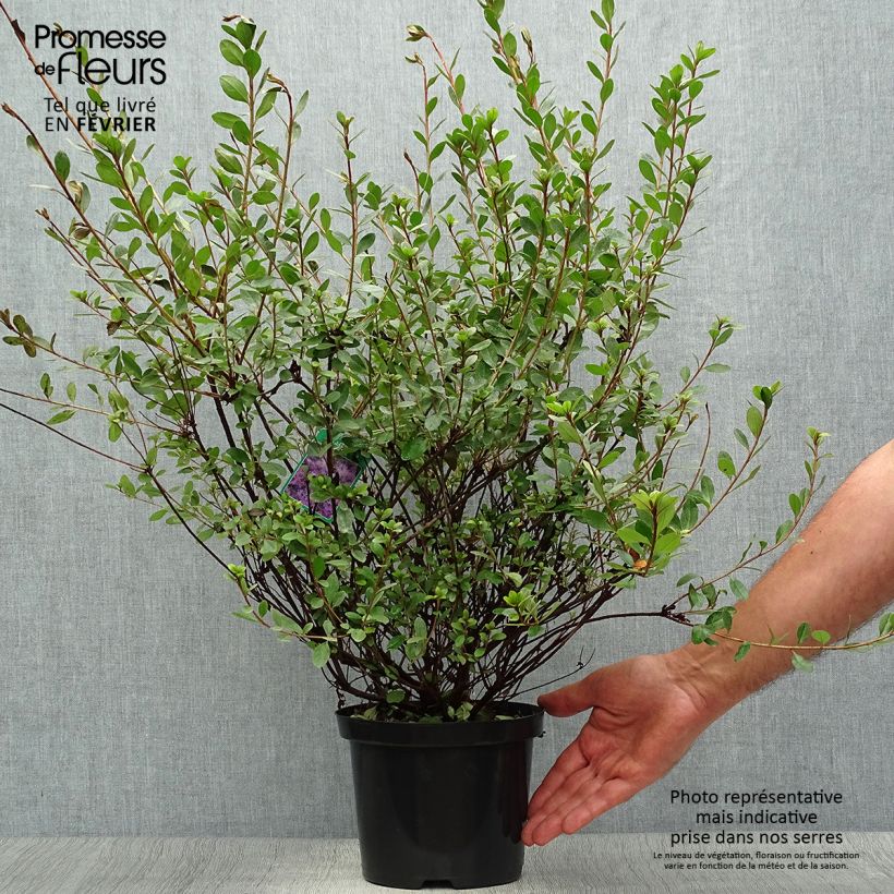Ejemplar de Azalea Amoena Maceta 2L/3L entregado en otoño