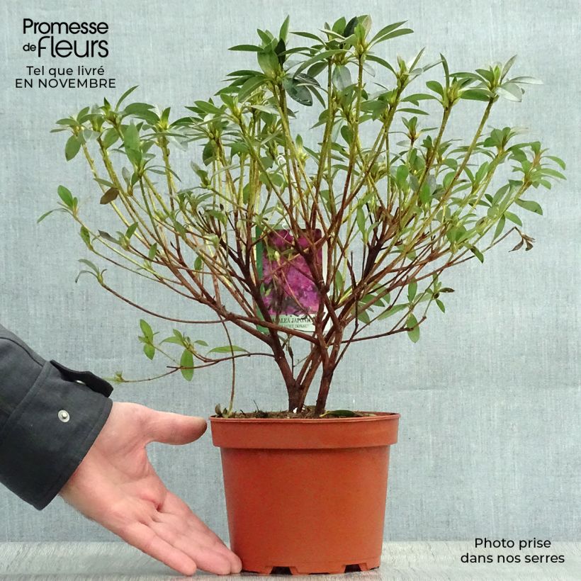 Ejemplar de Azalea Blue Danube Maceta 2L/3L entregado en otoño