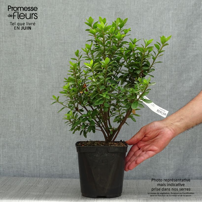 Ejemplar de Azalea Eucharis Maceta 2L/3LAltura de entrega aprox. 30/40cm entregado en verano