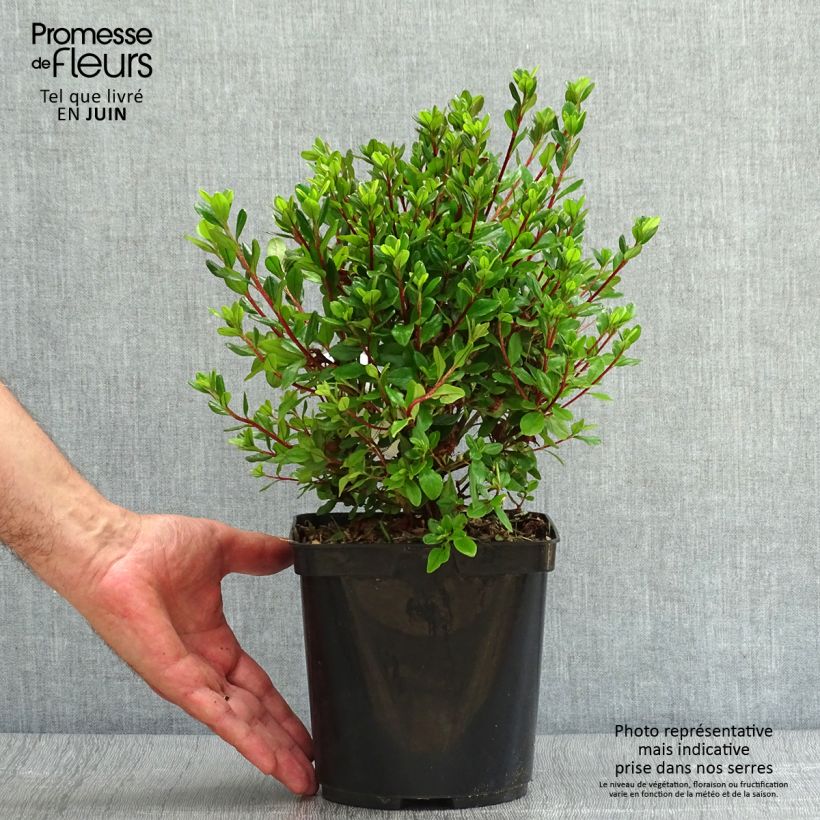 Ejemplar de Azalea Hino-Crimson Maceta 2L/3L entregado en verano