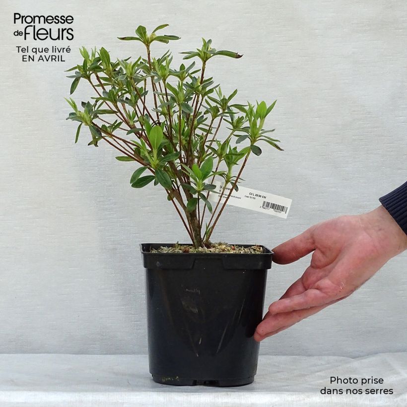 Azalea Ho Oden Maceta 2L/3LAltura de entrega aprox. 25/30cm Ejemplar entregado en la primavera