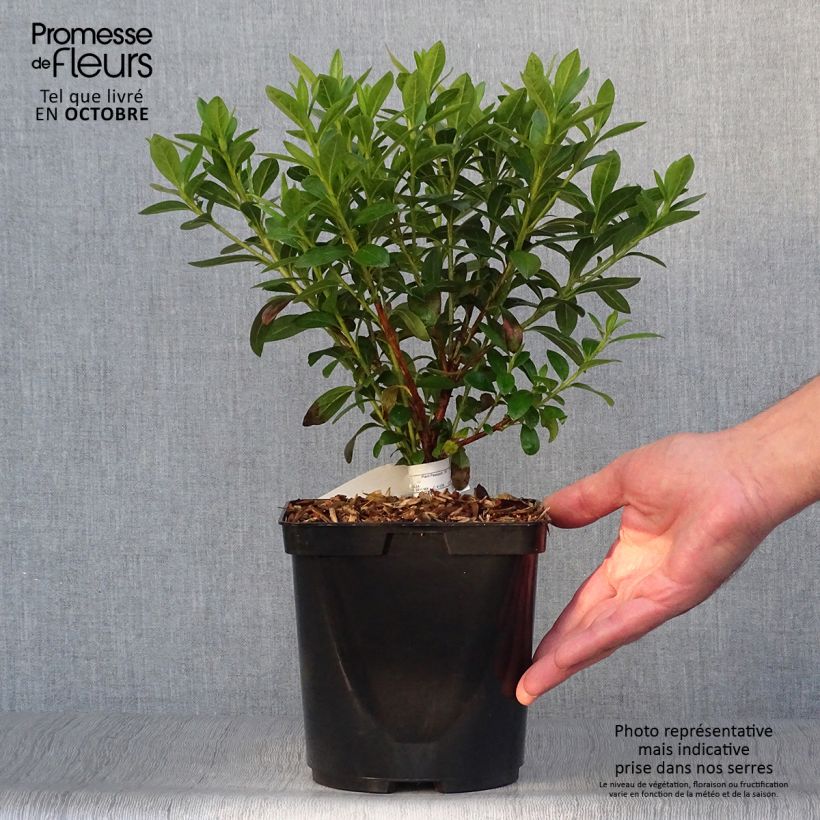 Ejemplar de Azalea Ho Oden Maceta 2L/3L entregado en otoño