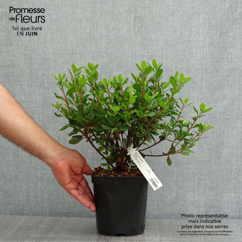 Ejemplar de Azalea japonica Johanna Maceta 2L/3L entregado en verano