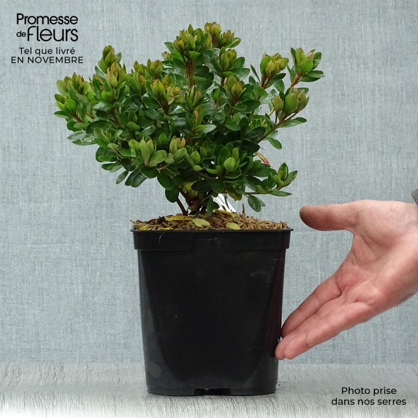 Ejemplar de Azalea japonica Kirin Maceta 2L/3L entregado en otoño