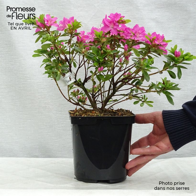 Azalea kiusianum Komo Kulshan Maceta 3L/4L Ejemplar entregado en la primavera