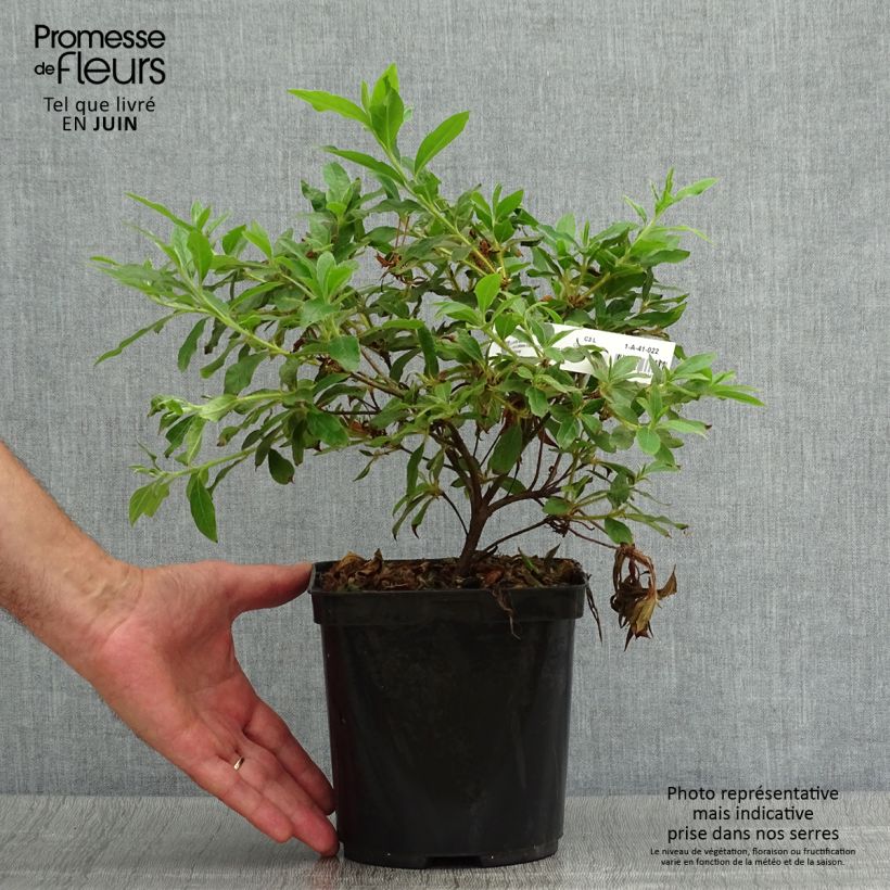 Ejemplar de Azalea macrosepalum Koromo Shikibu Maceta 2L/3L entregado en verano