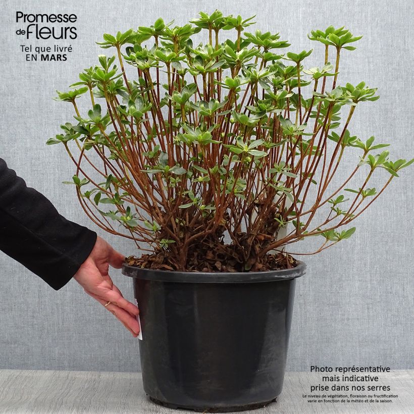 Azalea Luzi Maceta 12L/15L Ejemplar entregado en la primavera