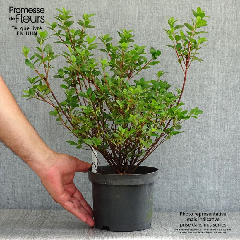 Ejemplar de Azalea japonica Moederdag Maceta 2L/3L entregado en verano