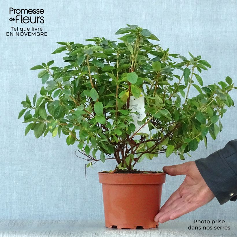 Ejemplar de Azalea obtusum Palestrina Maceta 2L/3L entregado en otoño