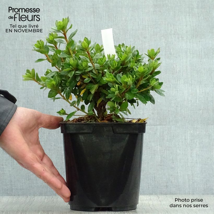 Ejemplar de Azalea kaempferi Peggy Ann Maceta 2L/3L entregado en otoño